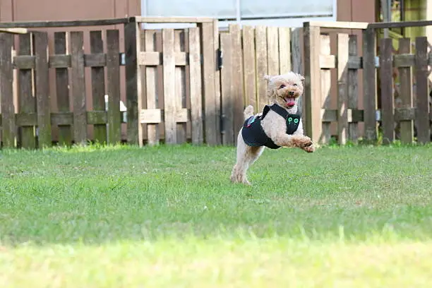 Running dog, running toy poodle