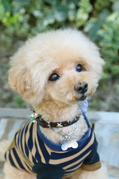 Dog, Toy Poodle