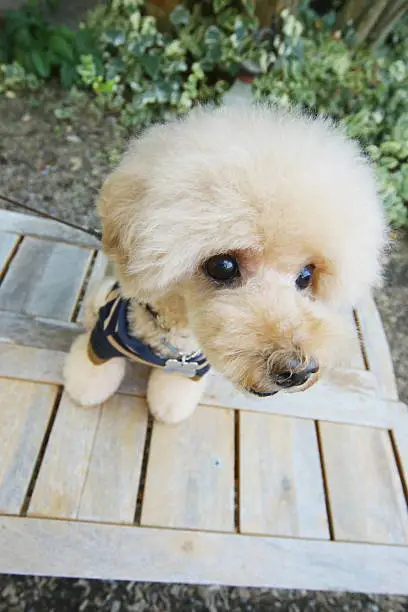 Dog, Toy Poodle