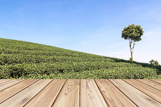 istock empty wooden floor on tea field background 630066936