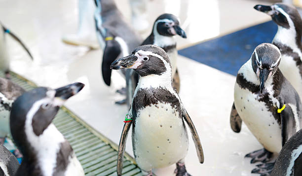istock Humboldt Penguin, Spheniscus humboldti 630067186