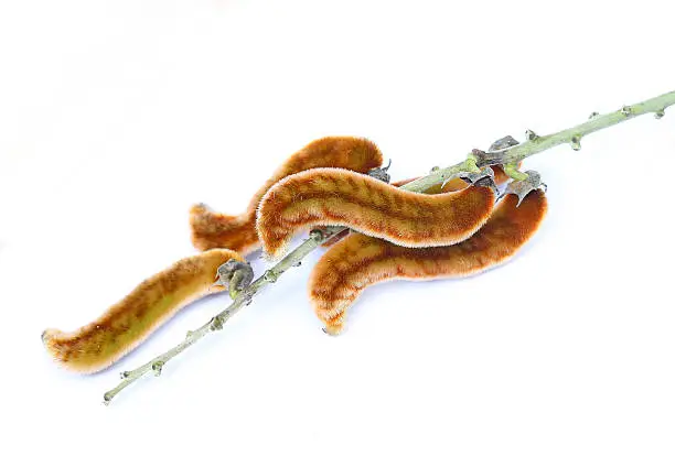 nettles brown pods with on white background (Mucuna pruriens).