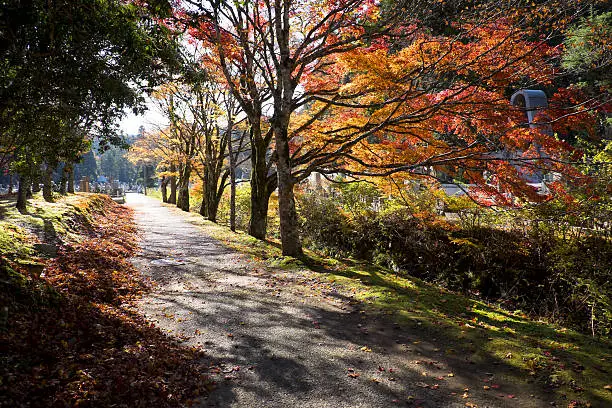 Pathway in the Autumn Forest of Koyasan ,Wakayama Japan.