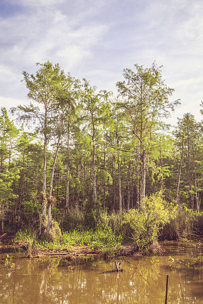 istock Everglades trees and swamp natural background 630068314