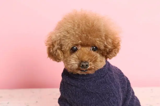 Dog, Toy Poodle