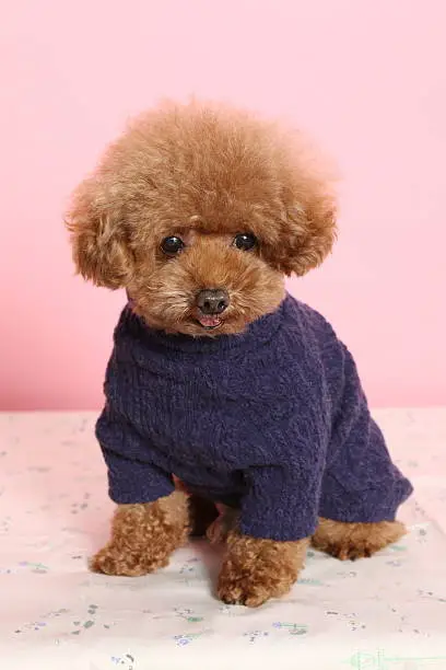 Dog, Toy Poodle