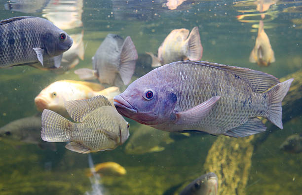 pesci tilapia rossi che nuotano in uno stagno - tilapia foto e immagini stock