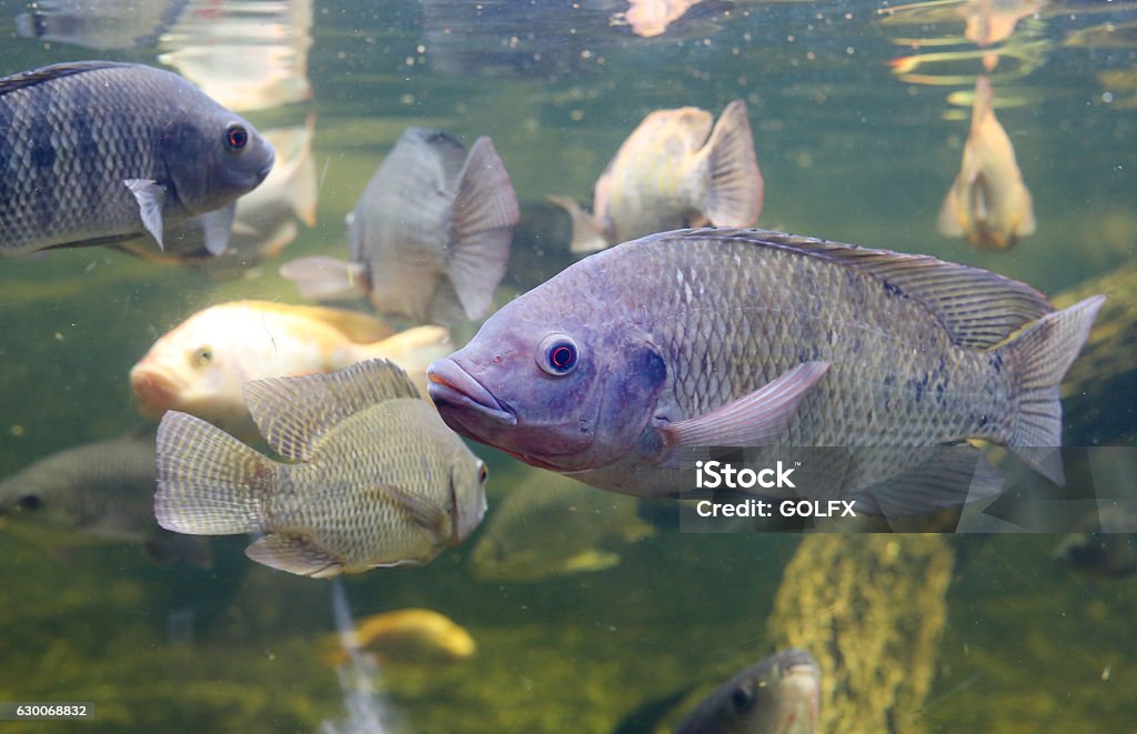 Red Tilapia fish swimming in a pond Tilapia Stock Photo