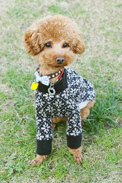 Dog, Toy Poodle