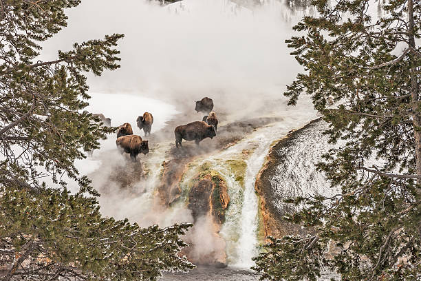 Bison Taking a Steam Bath American Bison, (Bison bison), often referred to as buffalo,  above the Firehole River at Midway Geyser Basin in Yellowstone National Park midway geyser basin photos stock pictures, royalty-free photos & images