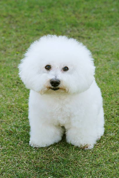istock Dog、Bichon Friesland 630619658