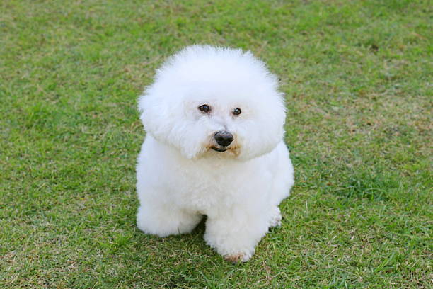 istock Dog、Bichon Friesland 630619916
