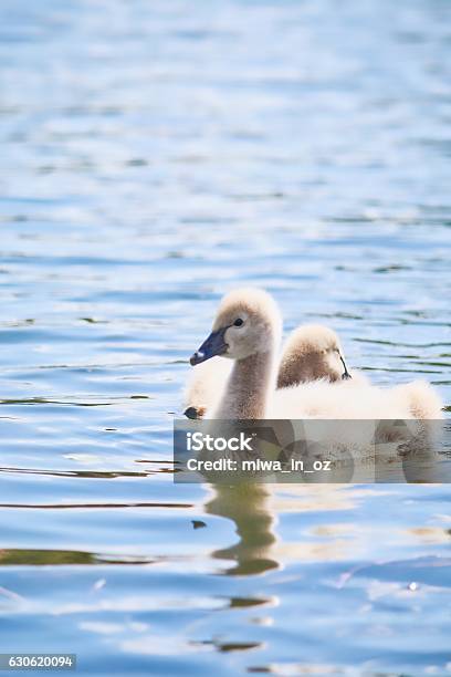 Wild Baby Black Swan Stock Photo - Download Image Now - Animal, Animal Hair, Animal Wildlife