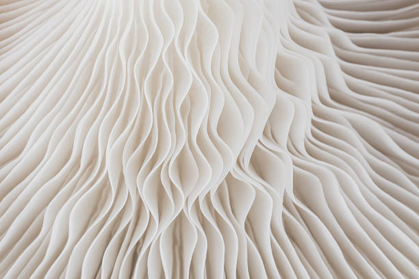 istock abstract background macro of Sajor-caju Mushroom 630620130