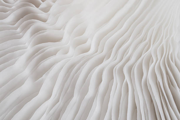 istock abstract background macro of Sajor-caju Mushroom 630620230