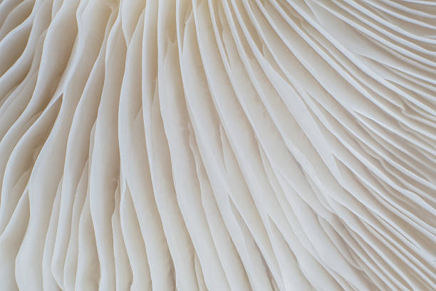 istock abstract background macro of Sajor-caju Mushroom 630620378