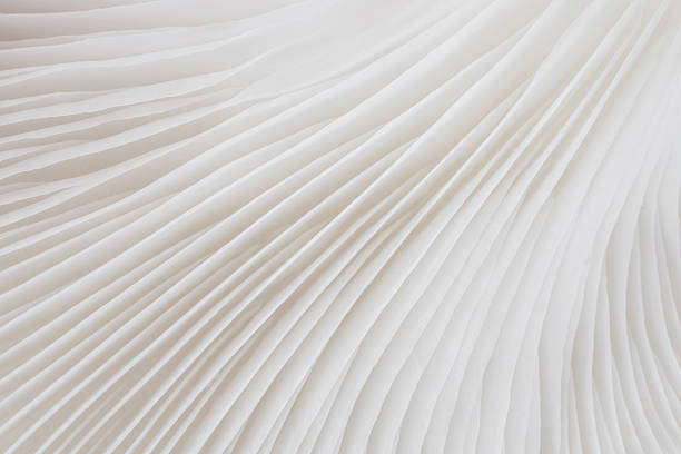 istock abstract background macro of Sajor-caju Mushroom 630620540