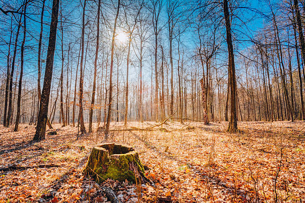 istock Stump In Autumn Oak Forest. Nobody 630621854