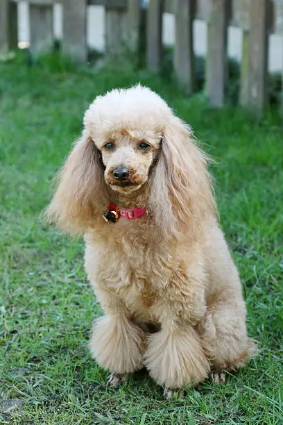 Dog, Toy Poodle