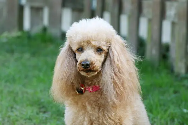 Dog, Toy Poodle