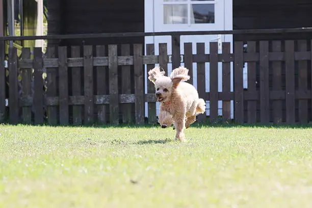 Dog, Toy Poodle