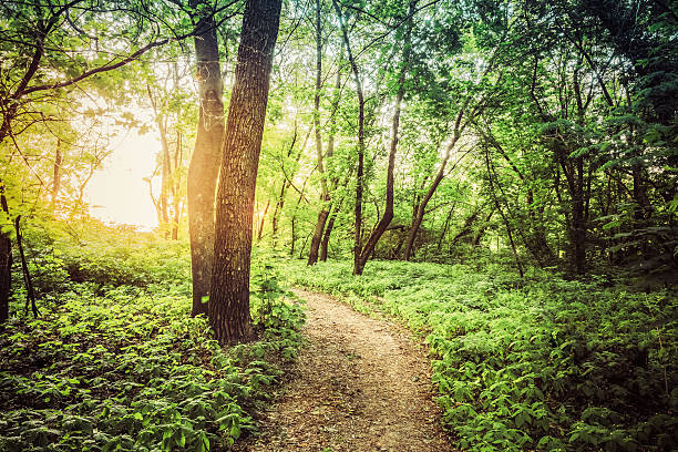 istock Summer Landscape With Forest Path Going Ahead To Sunset Sunrise 630622110