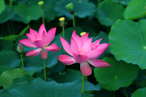 istock Pink Sacred Lotus (Nelumbo nucifera) 630623912