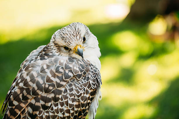 istock Hybrid Gyrfalcon and Saker falcon 630624420