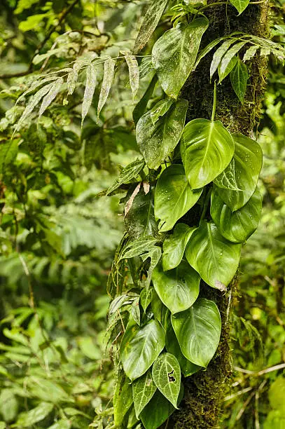 Corners Rain Forest, Costa Rica