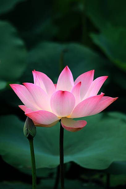 rosa loto sacro (nelumbo nucifera) - lotus single flower water lily water foto e immagini stock