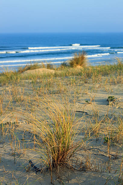 cote d'argent - dunas con céspedes, playa de mimizan plage - mimizan fotografías e imágenes de stock