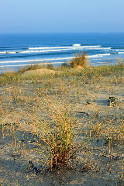 cote d'argent - dunes with grasses, beach of mimizan plage - mimizan imagens e fotografias de stock