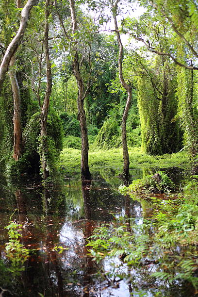 istock Green forest and Melaleuca trees Wetland 630959472