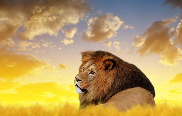 istock Big male lion on the savannah 630960056