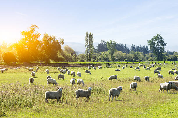 istock beautiful meadow with sheep in blue sky 630960410