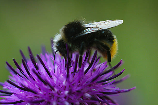 istock bee sitting on flower of burdock 631181858