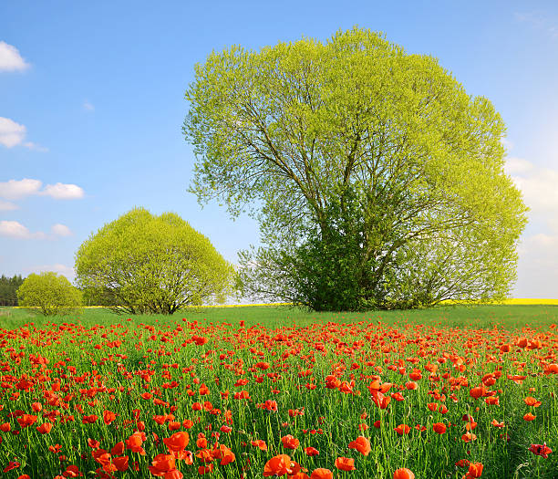 istock Spring landscape with poppy field. 631182396