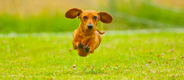 super rosso! - pets dachshund dog running foto e immagini stock