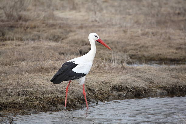 istock Stork runs along the shore in the water 631184900