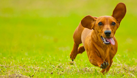 A Miniature Smooth Haired Dachshund running fast.  The colour of the Dachshund is shaded red.  One of the World's favourite dog breeds, becoming ever more popular.