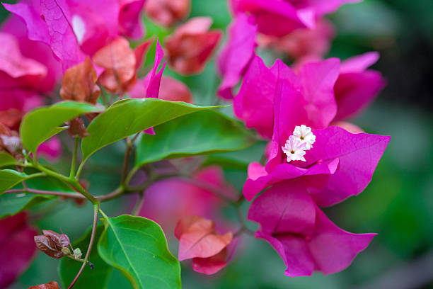 istock Pink bougainvillea flower 631186038