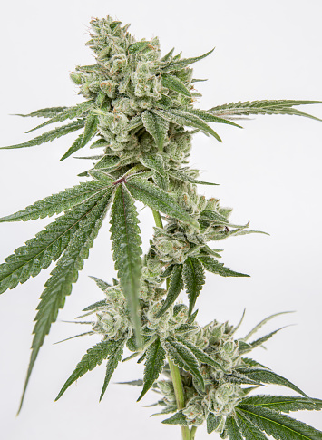 Organically grown indoors in the state of Washington, this Gorilla Glue is a prime example of this cultivar's potential.