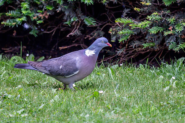 istock Wood Pigeon or Columba palumbus 631186436