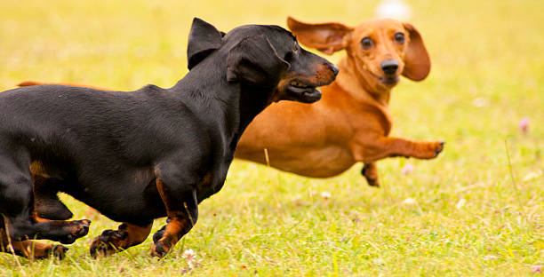 dachshunds in miniatura che giocano - pets dachshund dog running foto e immagini stock