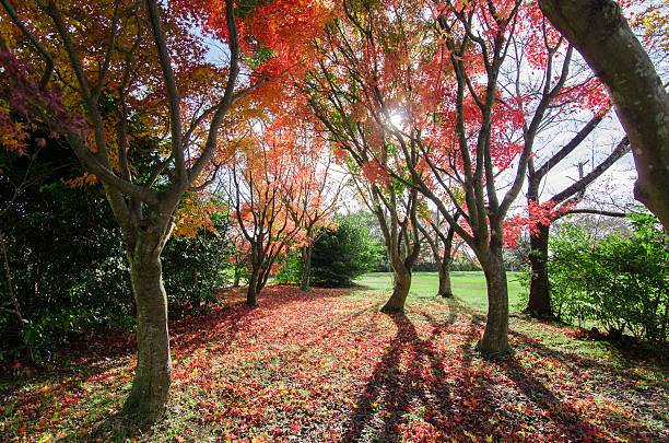 istock Red Maple leaves in Autumn season.Japan 631662830