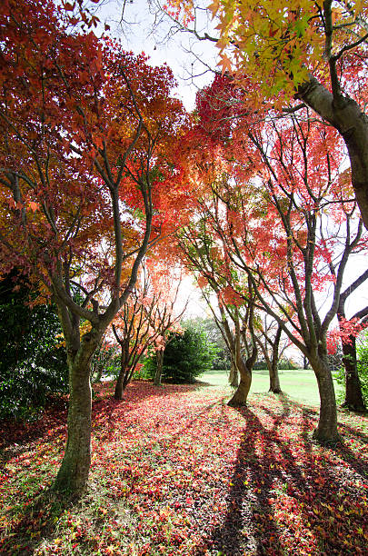 istock Red Maple leaves in Autumn season.Japan 631663228