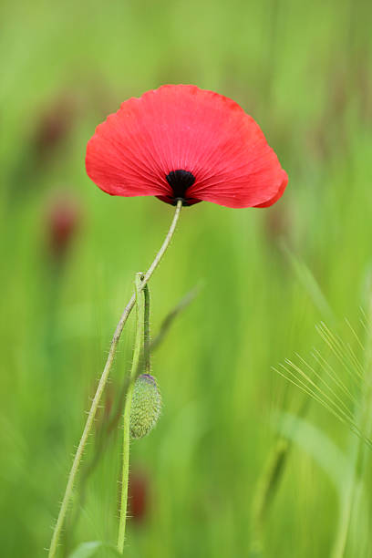 poppy Mohnblüte malerisch stock pictures, royalty-free photos & images