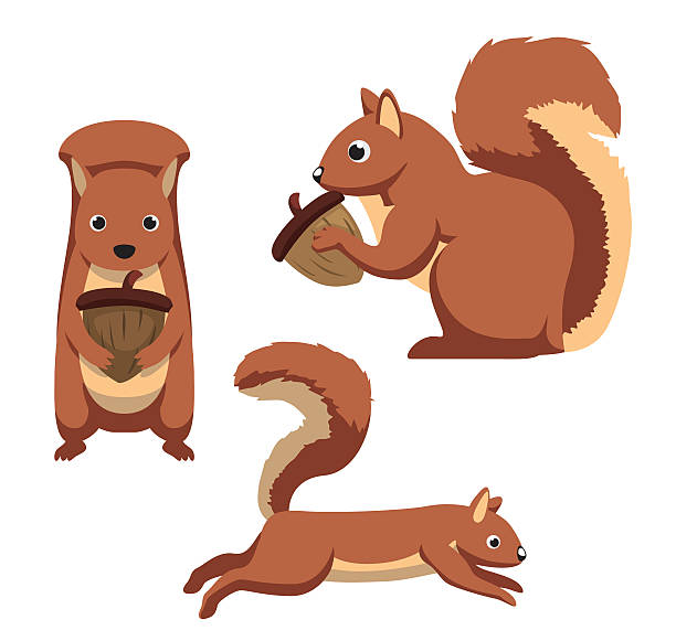 süße eichhörnchen cartoon vektor illustration - eichhörnchen stock-grafiken, -clipart, -cartoons und -symbole