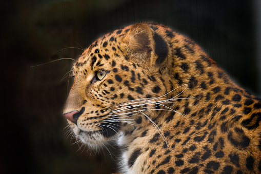 A picture from a leopard.