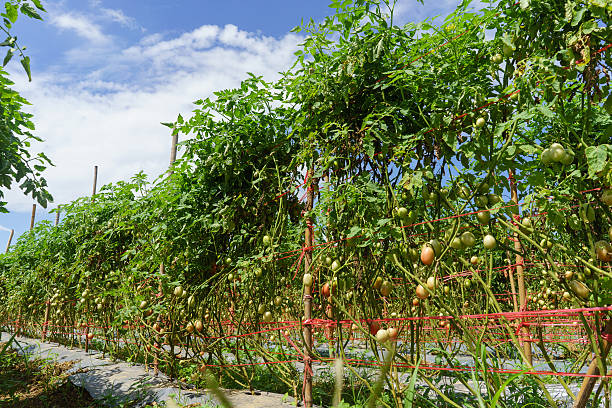 istock tomato field on summer day 631931160